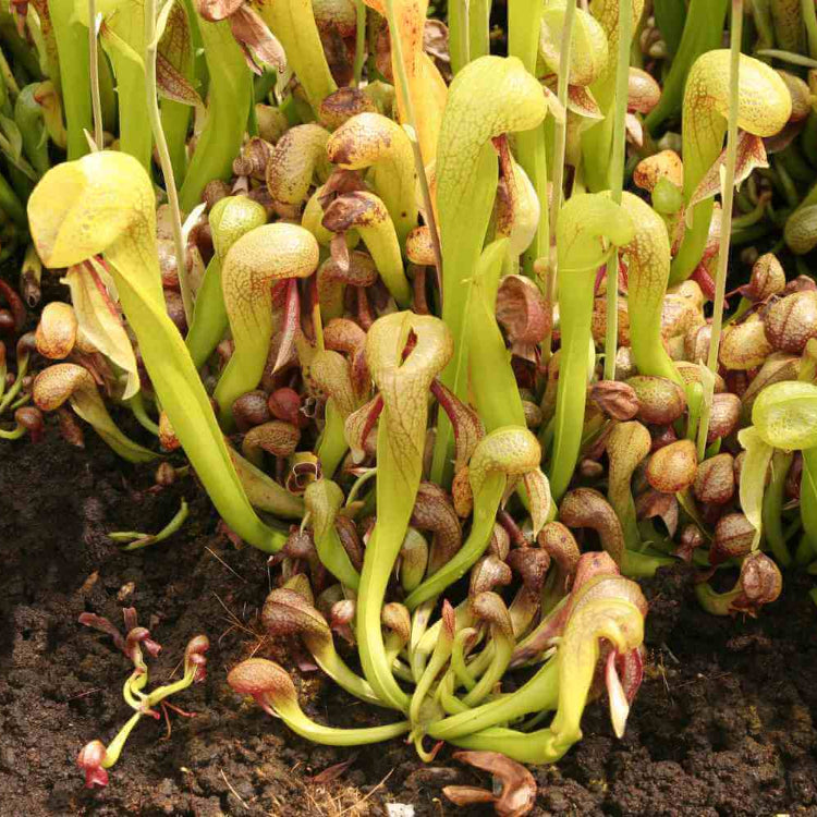 Exotic Carnivorous Plant Seeds - Flower Plant