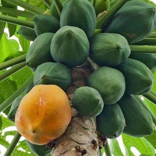 Exotic Tropical Garden Kit