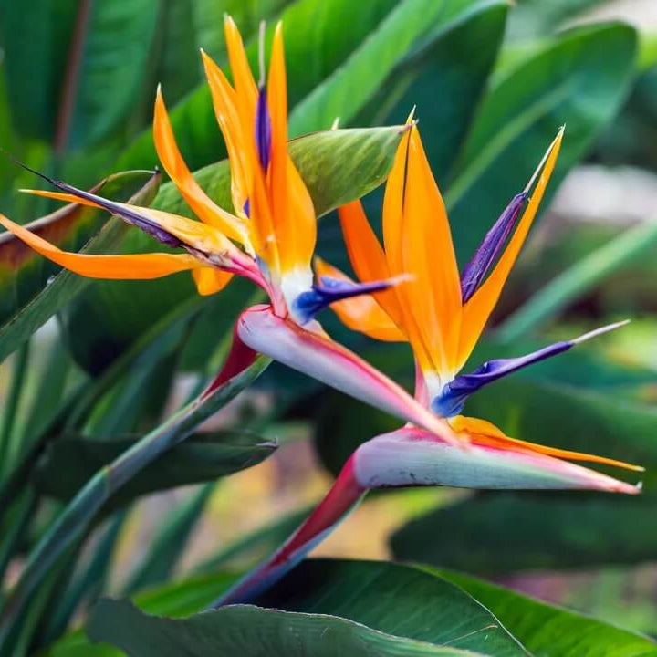 Exotic Tropical Garden Kit