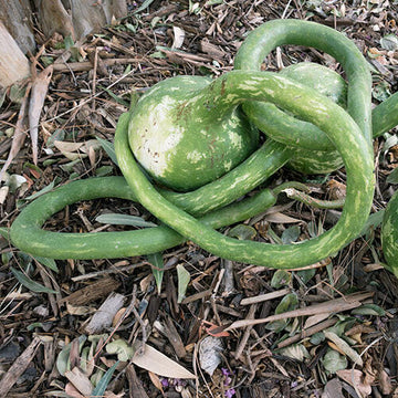 Extra Long Handle Dipper Gourd Seeds - Vegetable Plant