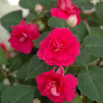 Impatiens Seeds – Tolerant