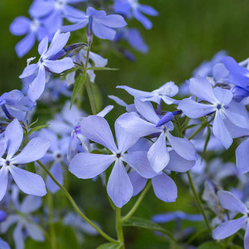 Phlox Seeds – Blue Cutting