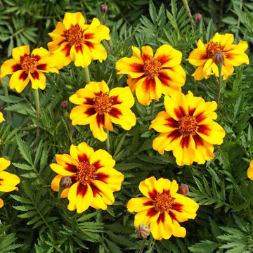 Naughty Marietta Seeds – Marigold