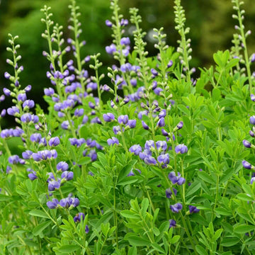 False Indigo Seeds - Flower Plant