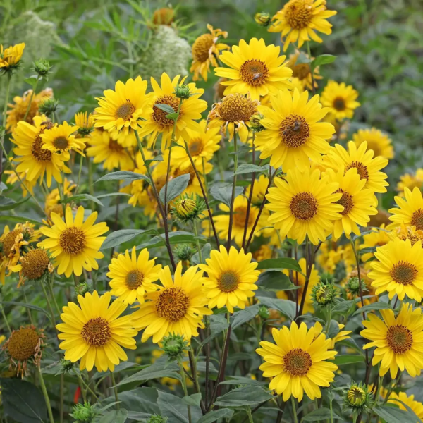 False Sunflower Seeds
