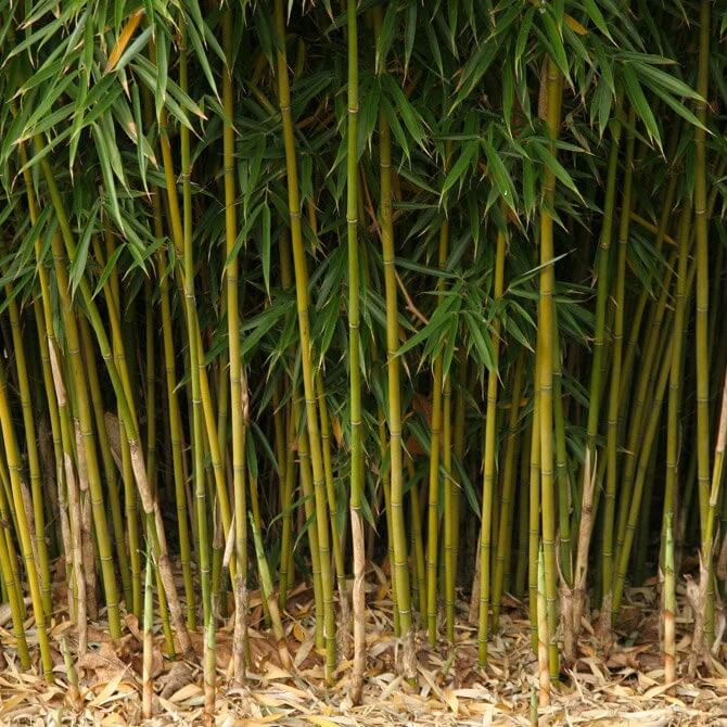 Fargesia Bamboo Seeds - Flower Plant