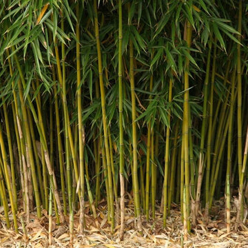 Fargesia Bamboo Seeds - Flower Plant