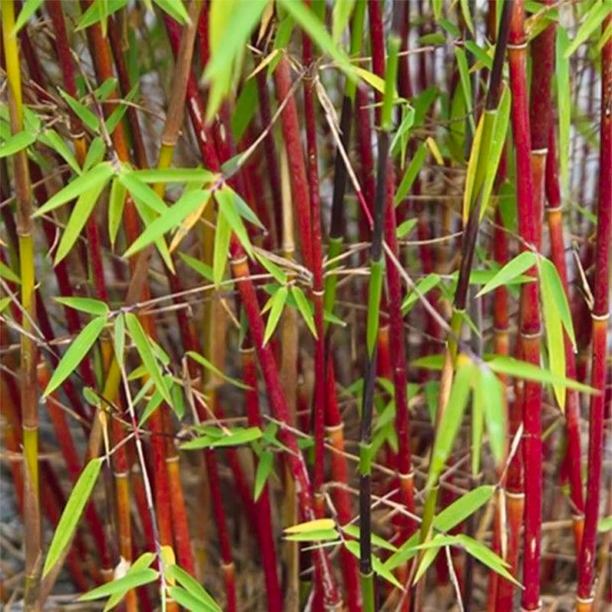 Fargesia Bamboo Seeds - Flower Plant