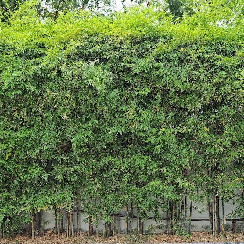 Fargesia Robusta Campbell Seeds