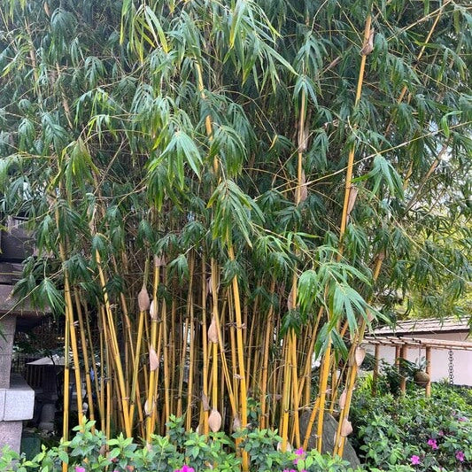 Fargesia Robusta Campbell Seeds