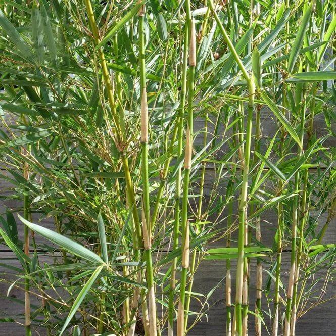 Fargesia Robusta Seeds - Flower Plant