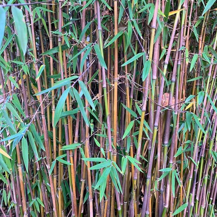 Fargesia Robusta Seeds - Flower Plant