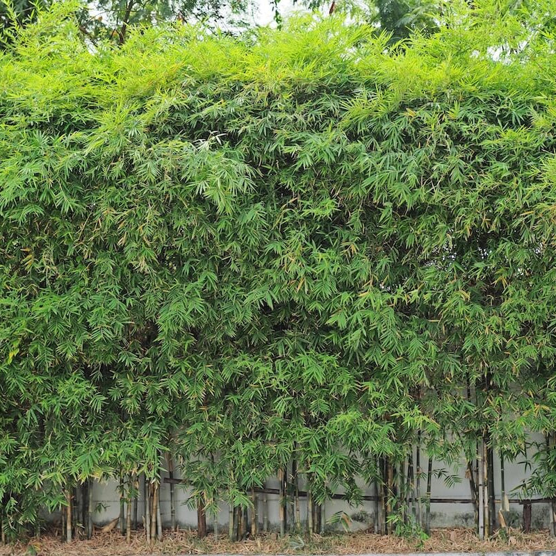 Fargesia Robusta Seeds for Planting