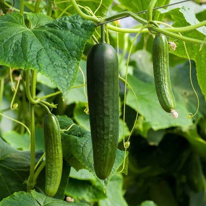Fast Growing Cucumber Seeds