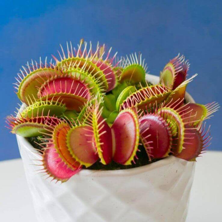 Fast Growing Venus Flytrap Seeds - Flower Plant