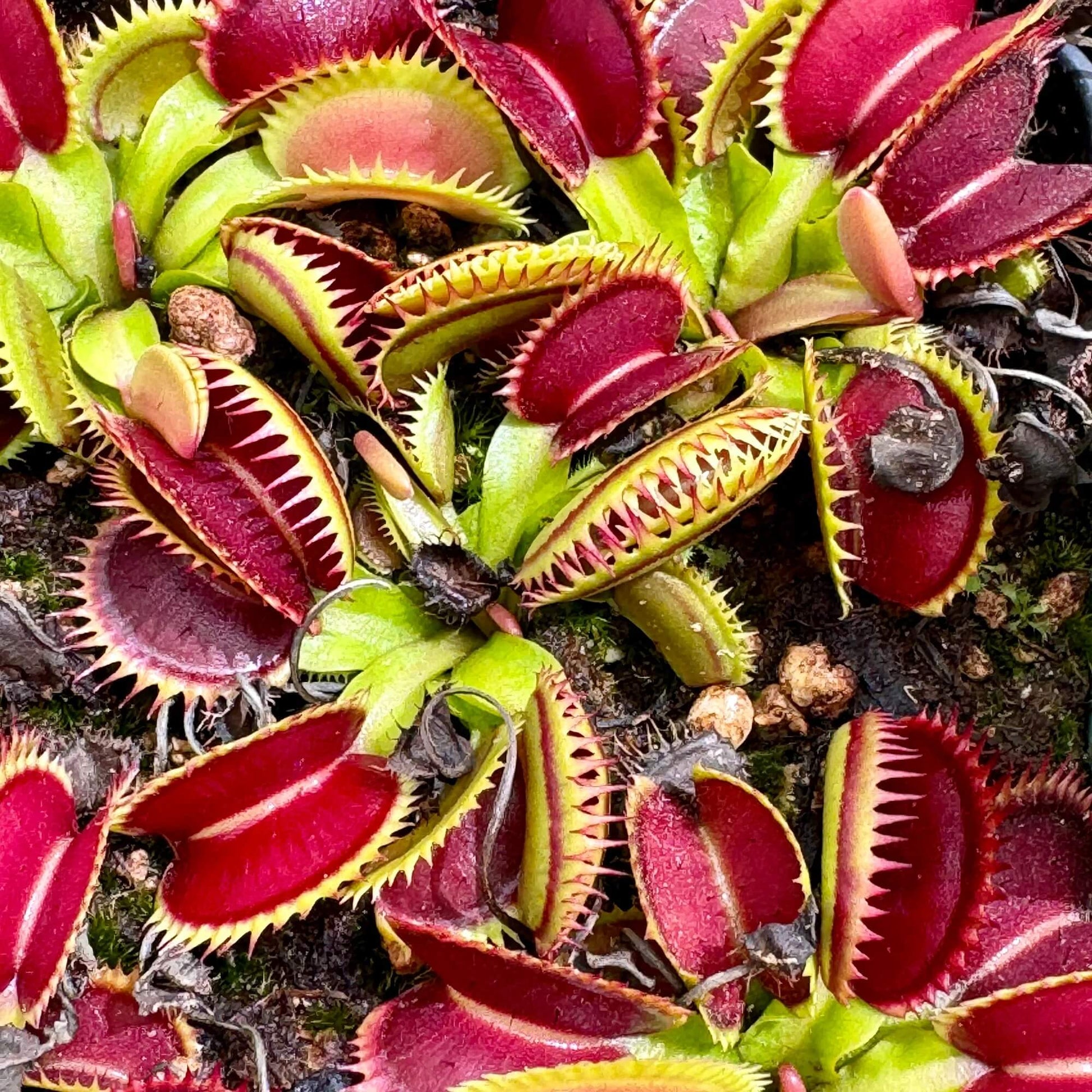 Fast Growing Venus Flytrap Seeds - Flower Plant