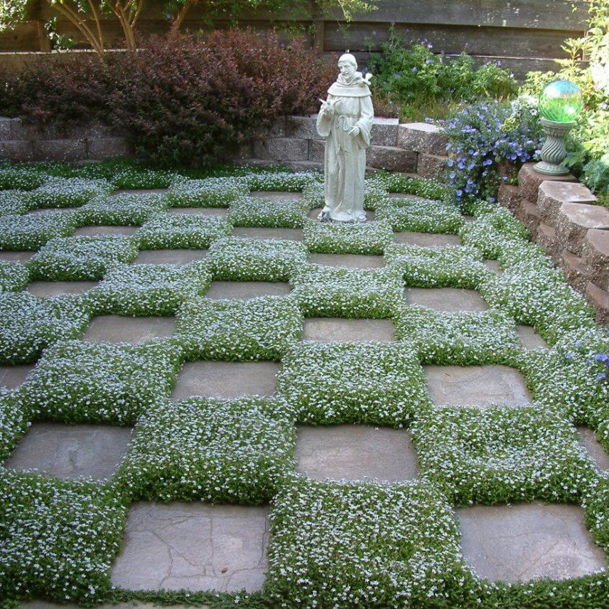 Fast Spreading Ground Cover Seeds