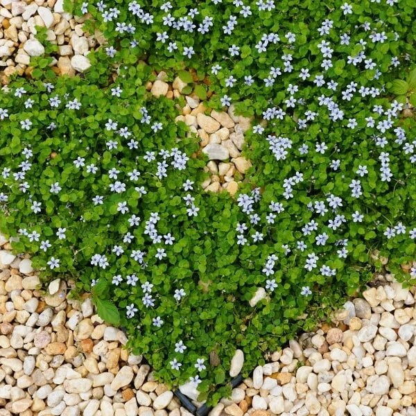 Fast Spreading Ground Cover Seeds