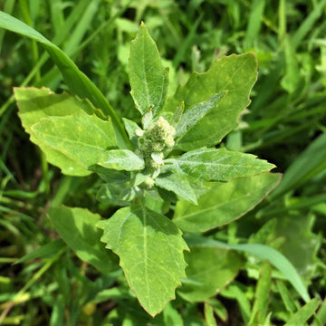 Fat Hen Seeds - Vegetable Plant
