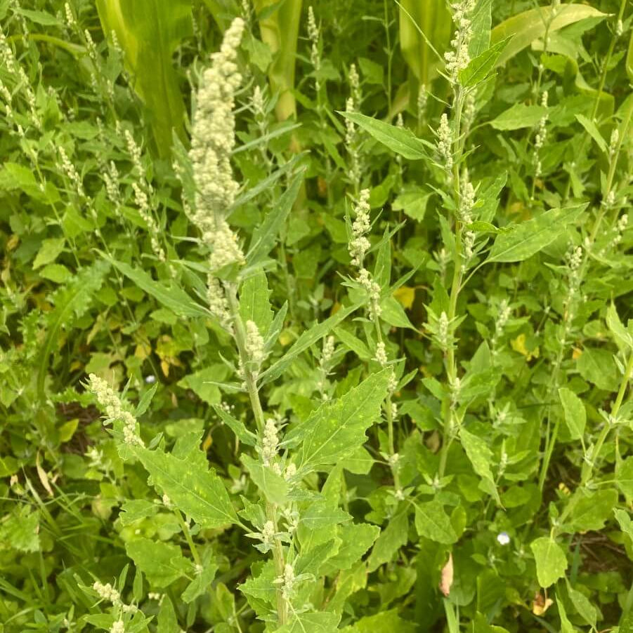 Fat Hen Seeds - Vegetable Plant