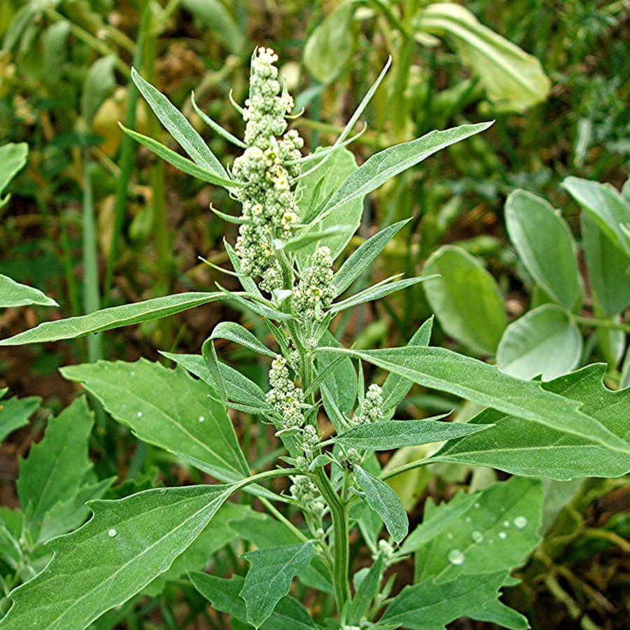 Fat Hen Seeds - Vegetable Plant