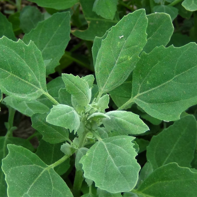 Fat Hen Seeds - Vegetable Plant4