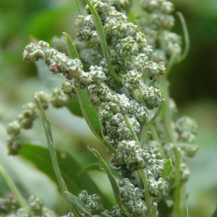Fat Hen Seeds - Vegetable Plant4