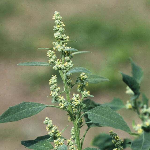 Fat Hen Seeds - Vegetable Plant
