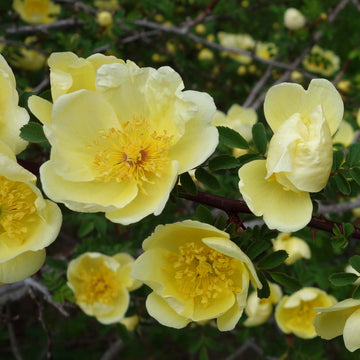 Father Hugo’s Rose Seeds – Golden Yellow
