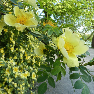 Father Hugo’s Rose Seeds – Golden Yellow
