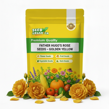 Father Hugo’s Rose Seeds – Golden Yellow