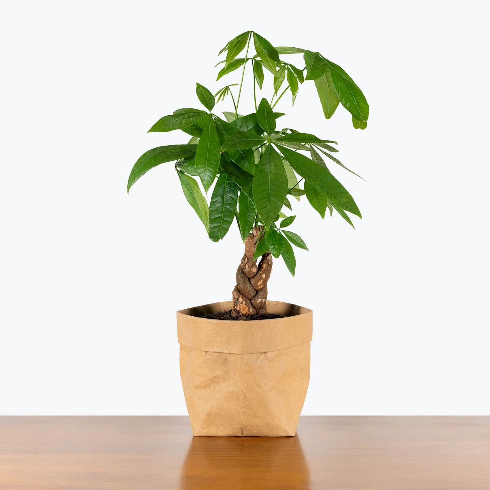 Feng Shui Money Tree Seeds