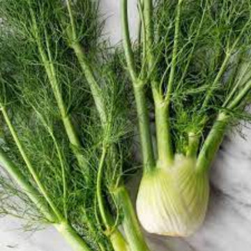 Fennel Seeds – Common
