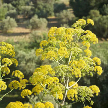 Fennel Seeds – Giant Anise
