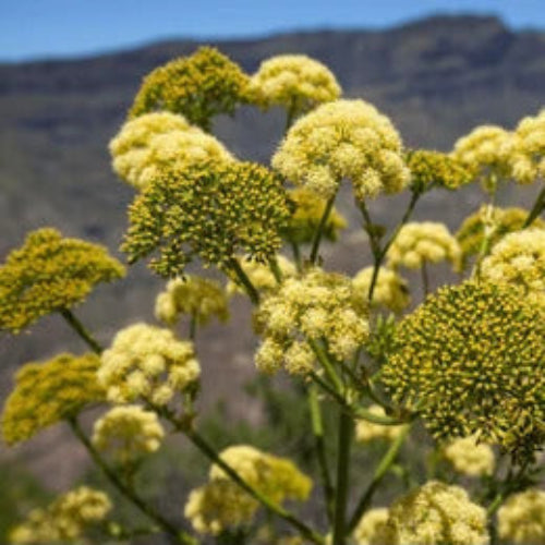 Fennel Seeds – Giant Anise
