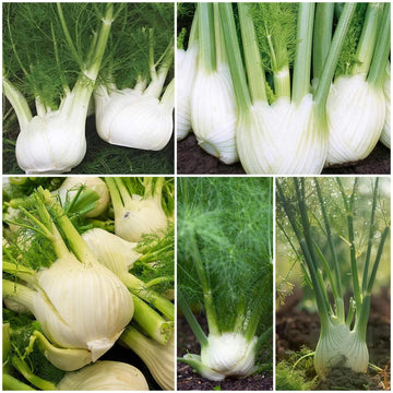 Fennel Seeds - All In One For Home Gardens