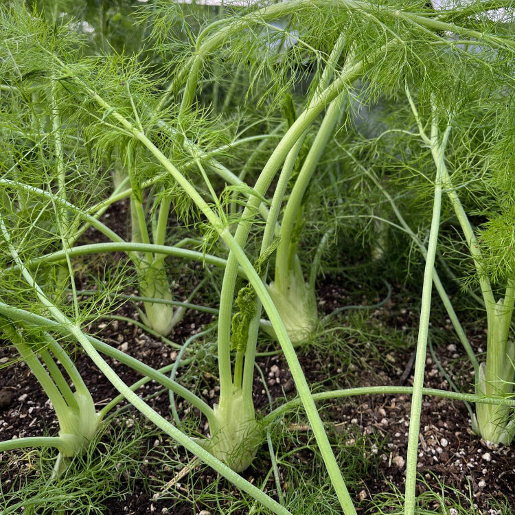 Fennel Seeds - All In One For Home Gardens