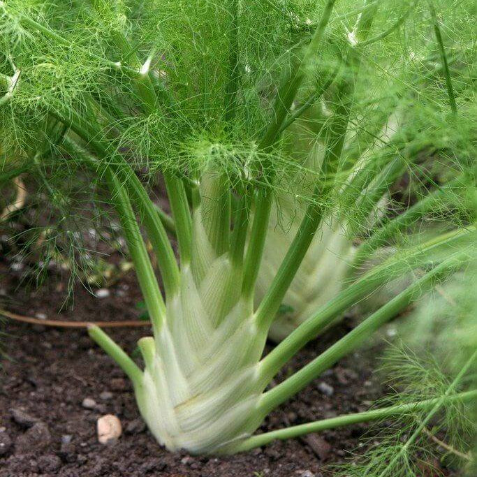 Fennel Seeds - All In One For Home Gardens