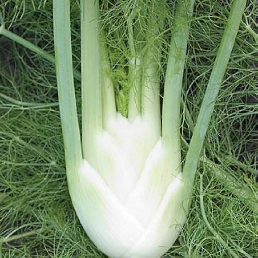 Fennel Seeds - All In One For Home Gardens