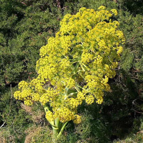 Fennel Seeds – Giant Anise
