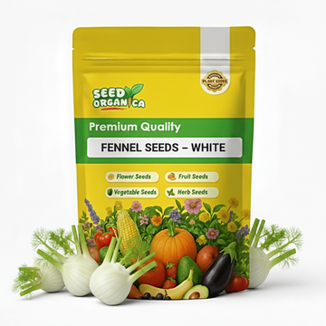 Fennel Seeds – White