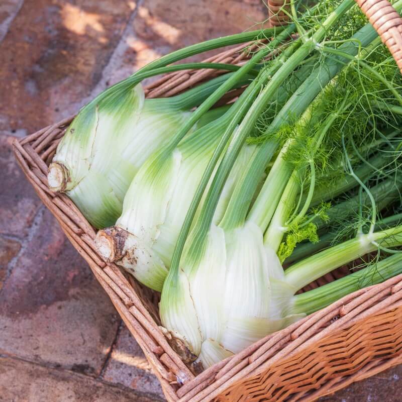 Fennel Vegetable Seeds