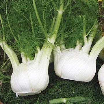 Fennel Vegetable Seeds - White