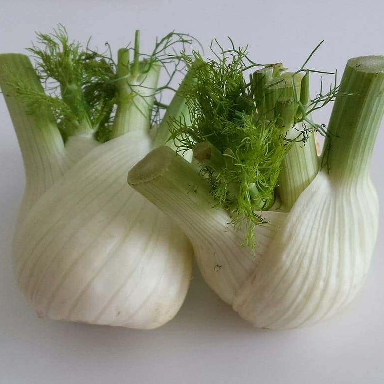 Fennel Vegetable Seeds - White