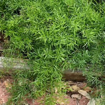 Fern Seeds – Asparagus
