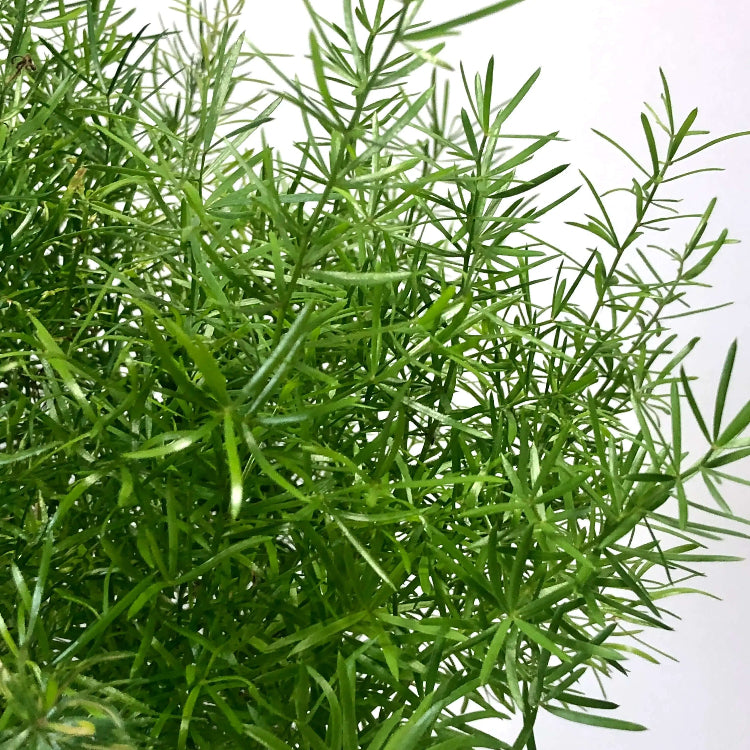 Fern Seeds – Asparagus
