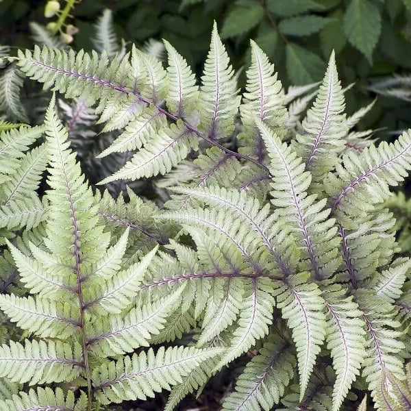 Fern Grey Seeds