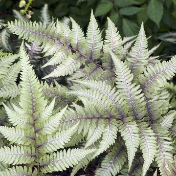 Fern Grey Seeds