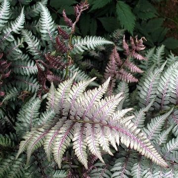 Fern Grey Seeds
