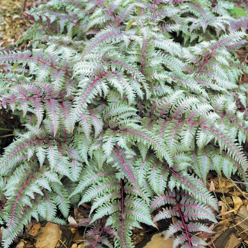 Fern Grey Seeds